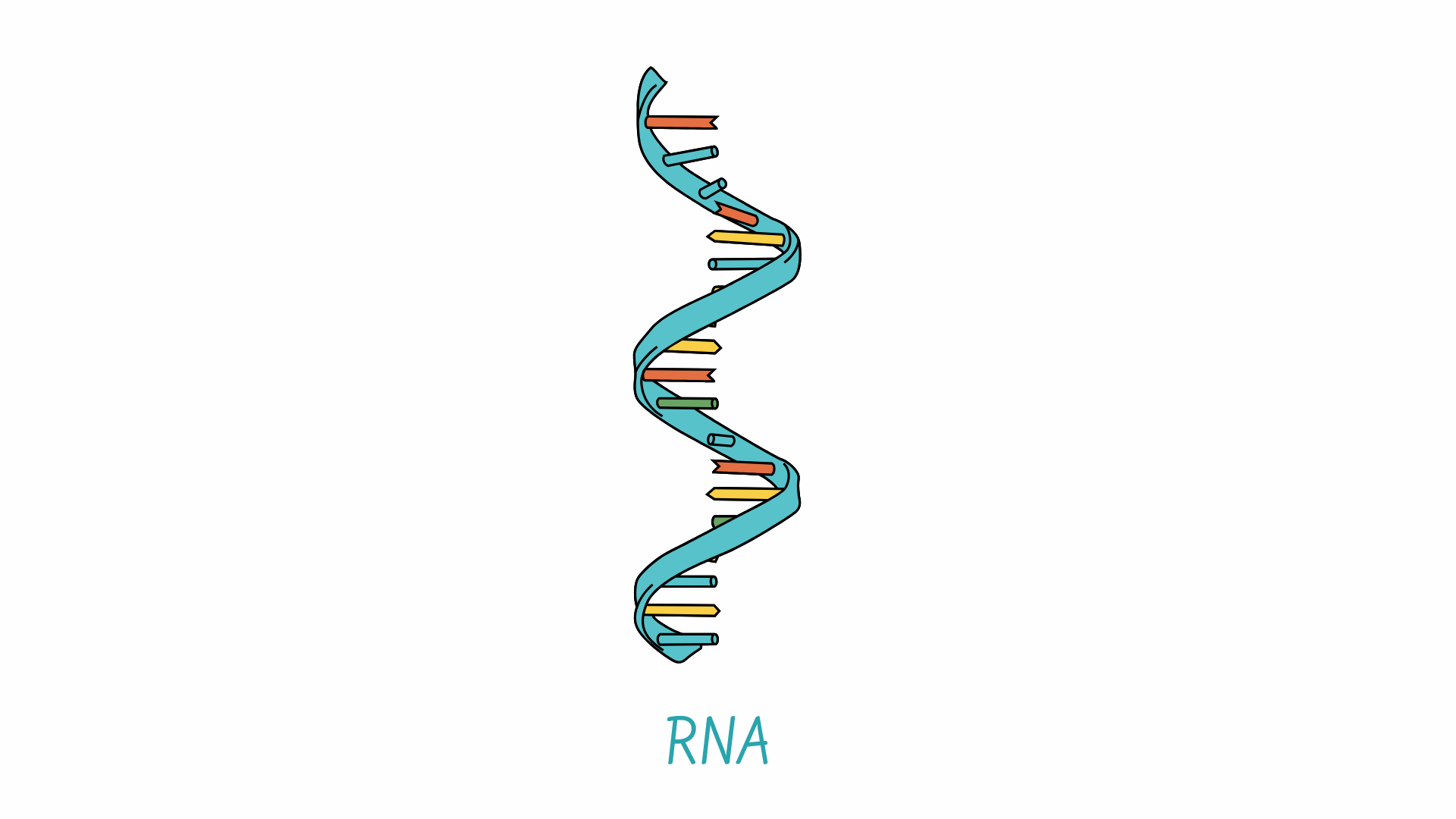 RNA