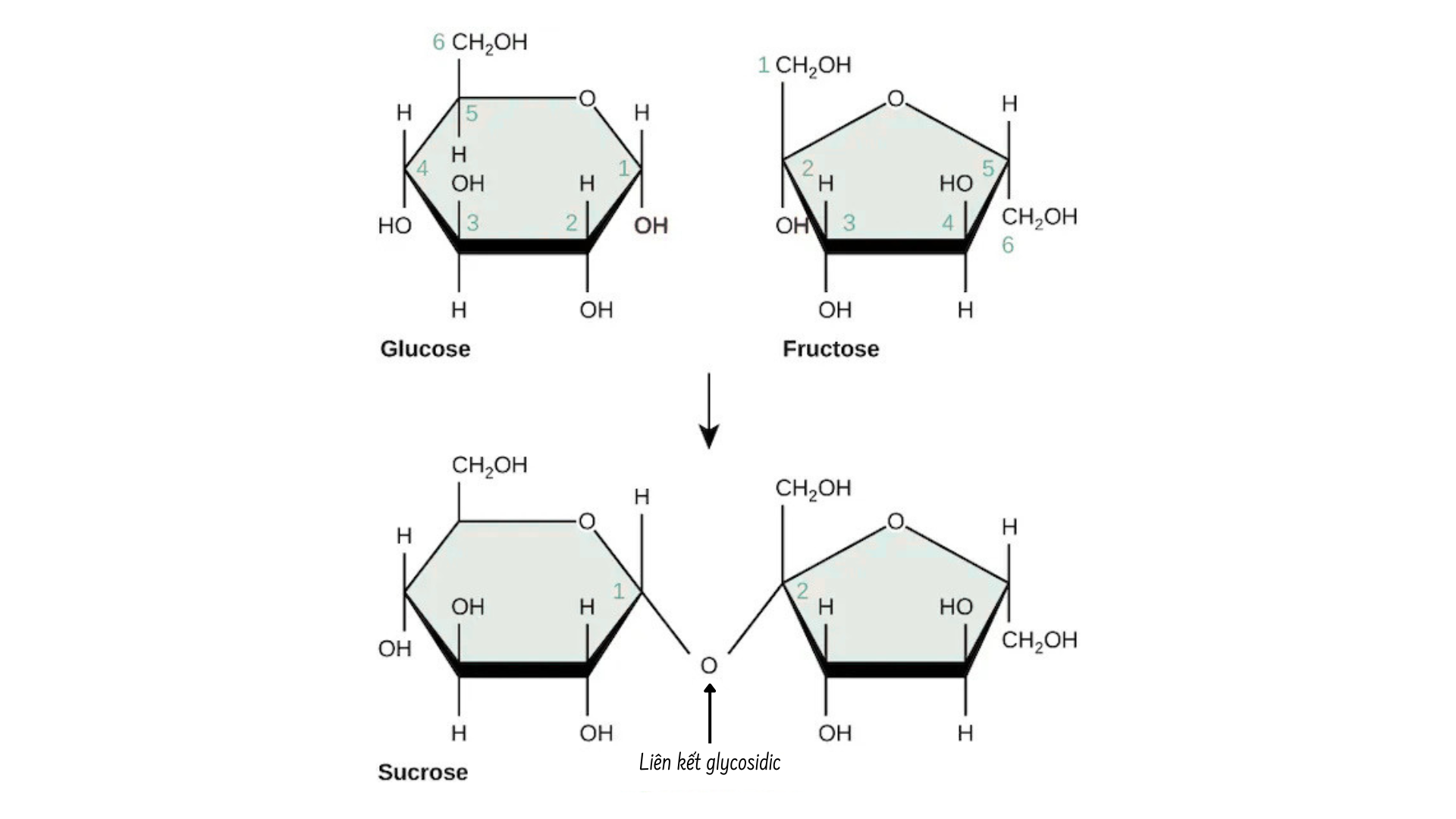 glycosidic_bond