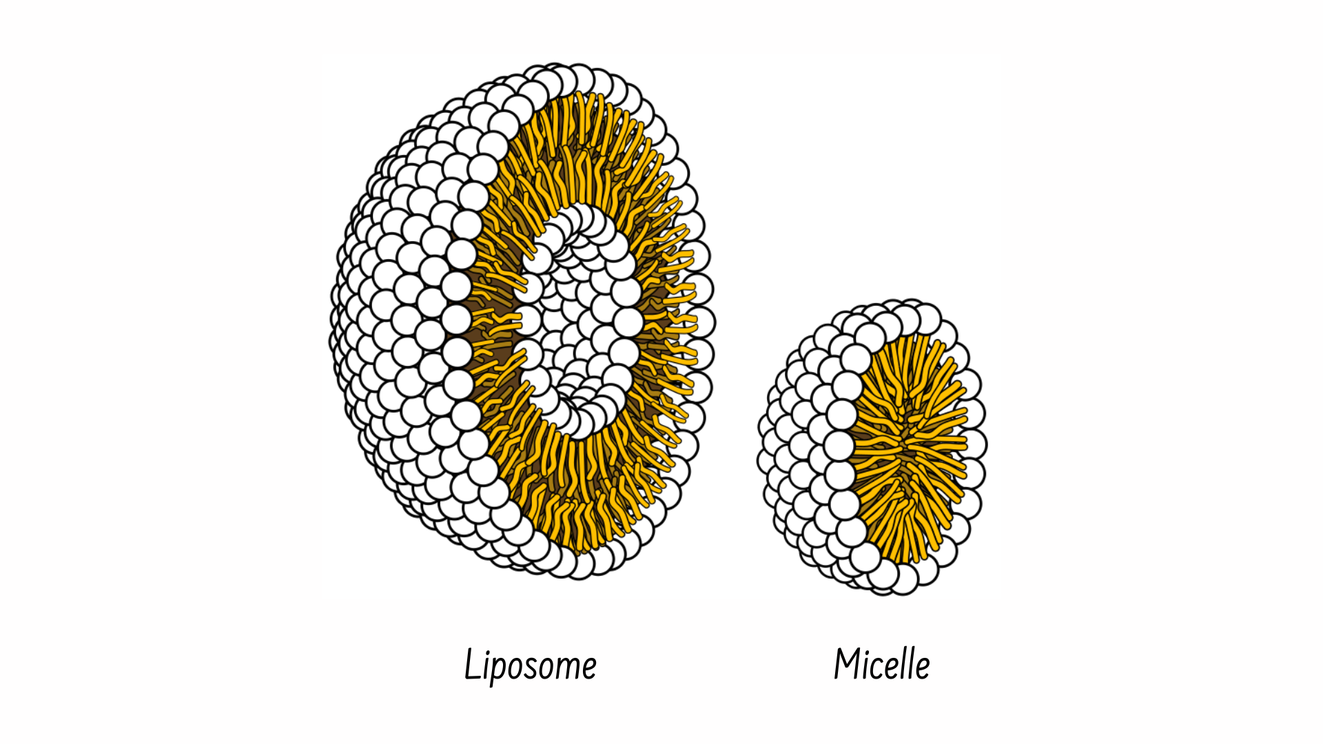 lipid