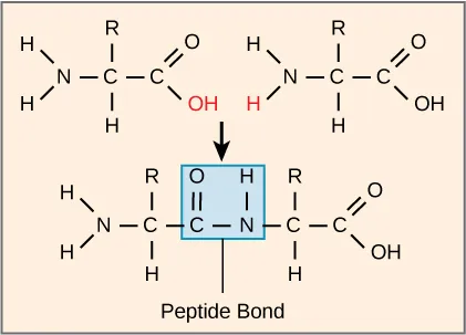 peptide_bond