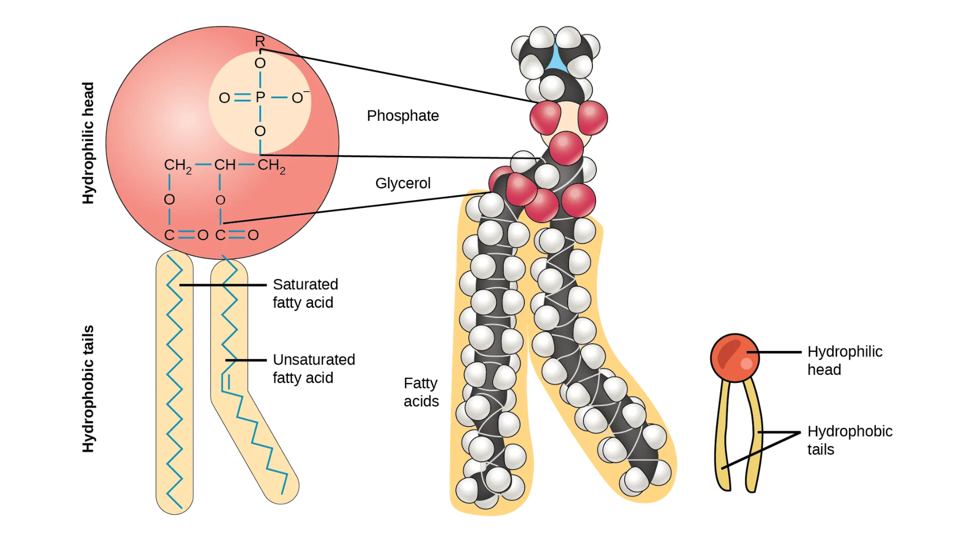 phospholipid