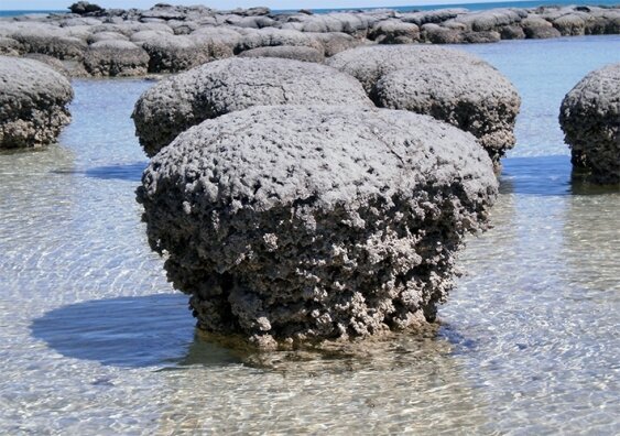 stromatolite