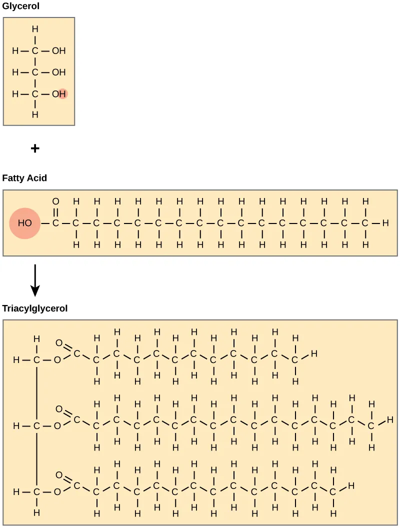 triacylglycerol