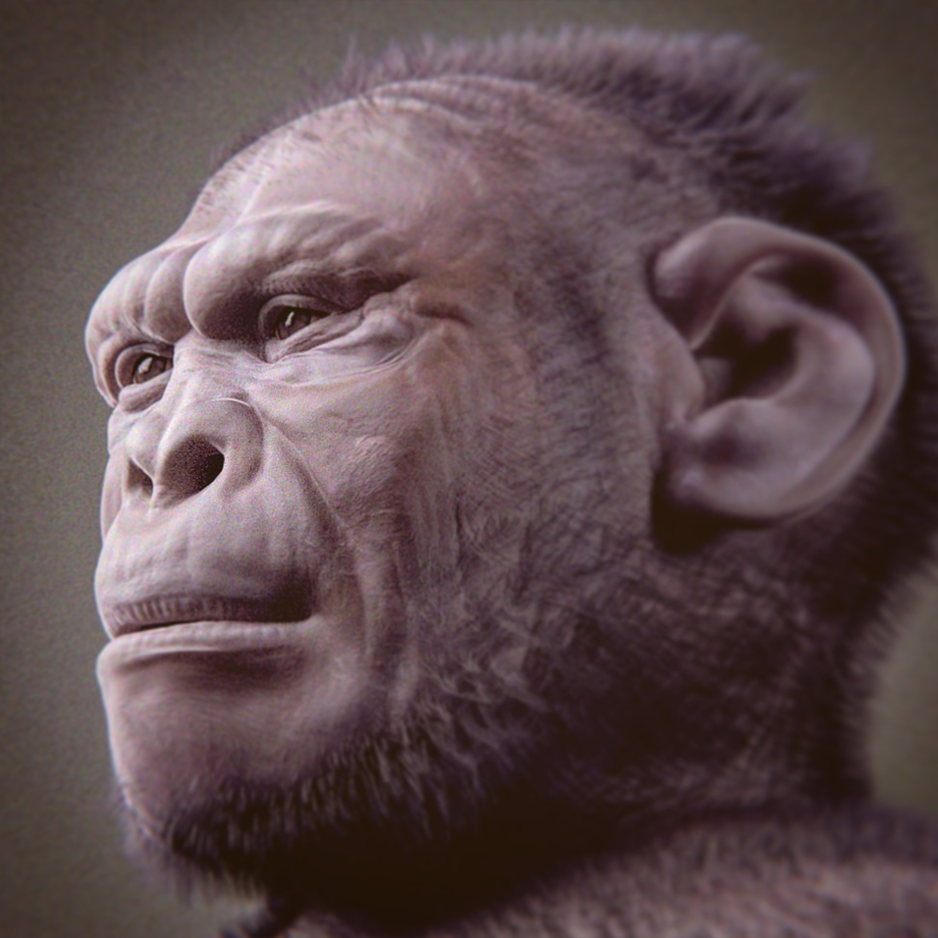 Homo_habilis