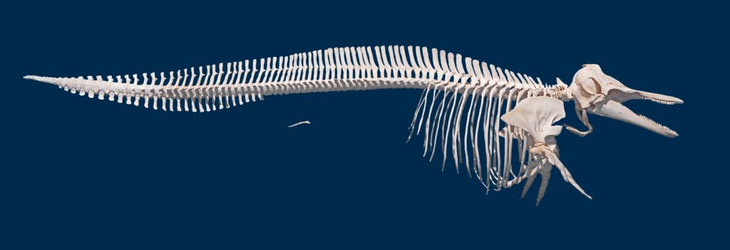 Lagenorhynchus_albirostris_-_skeleton-1024x351