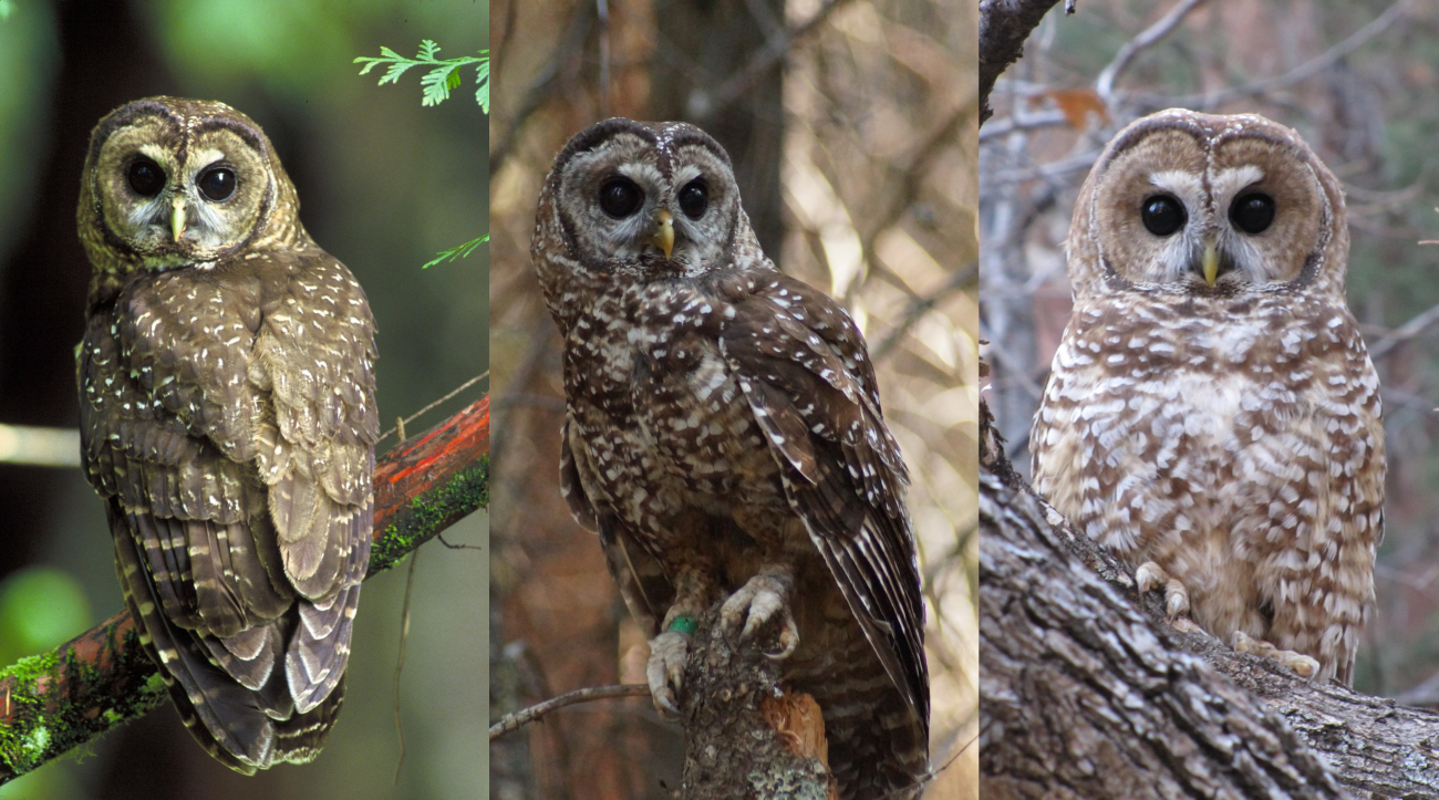 Spotted_owls