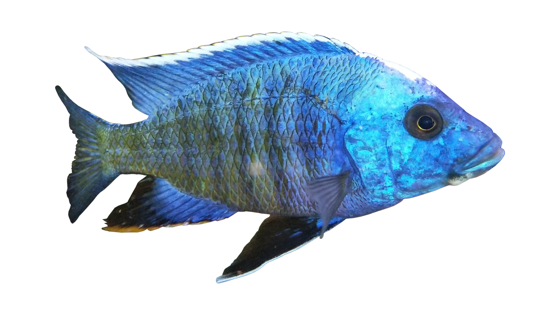 cichlid