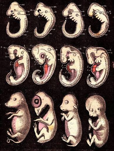 embryo