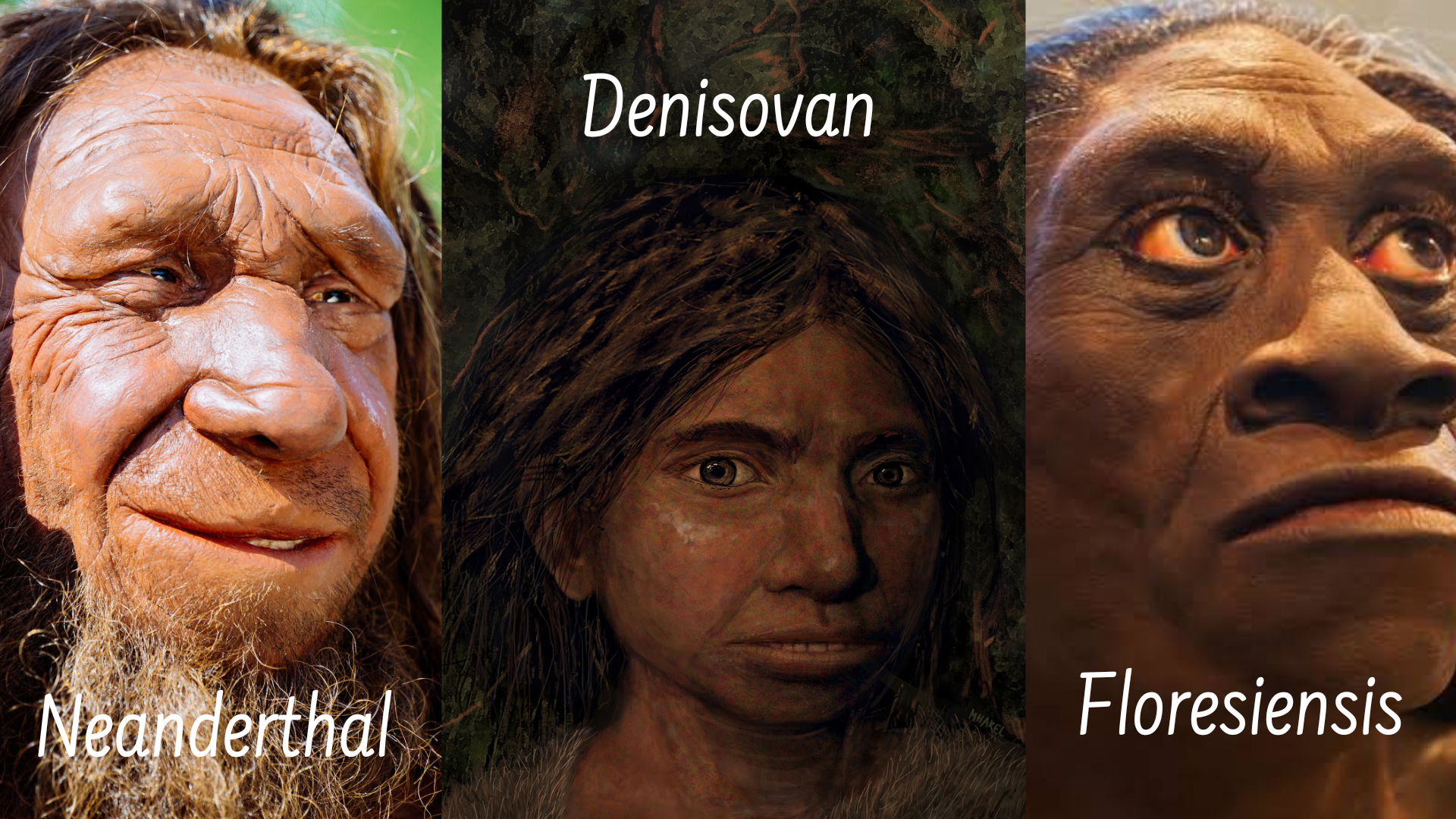 homo