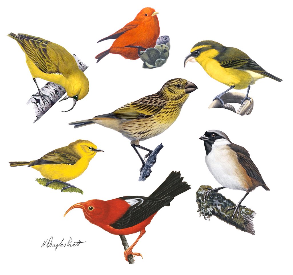 honeycreepers