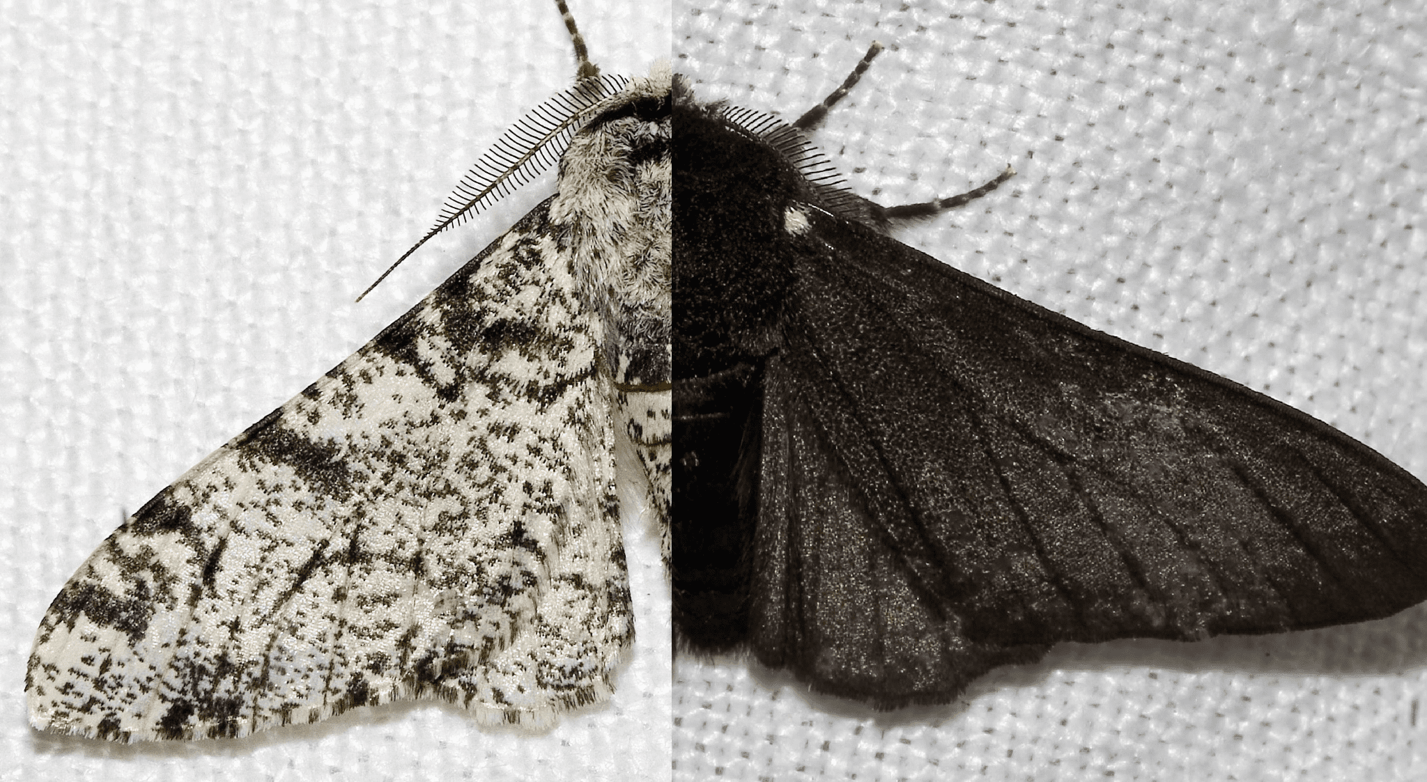 moth