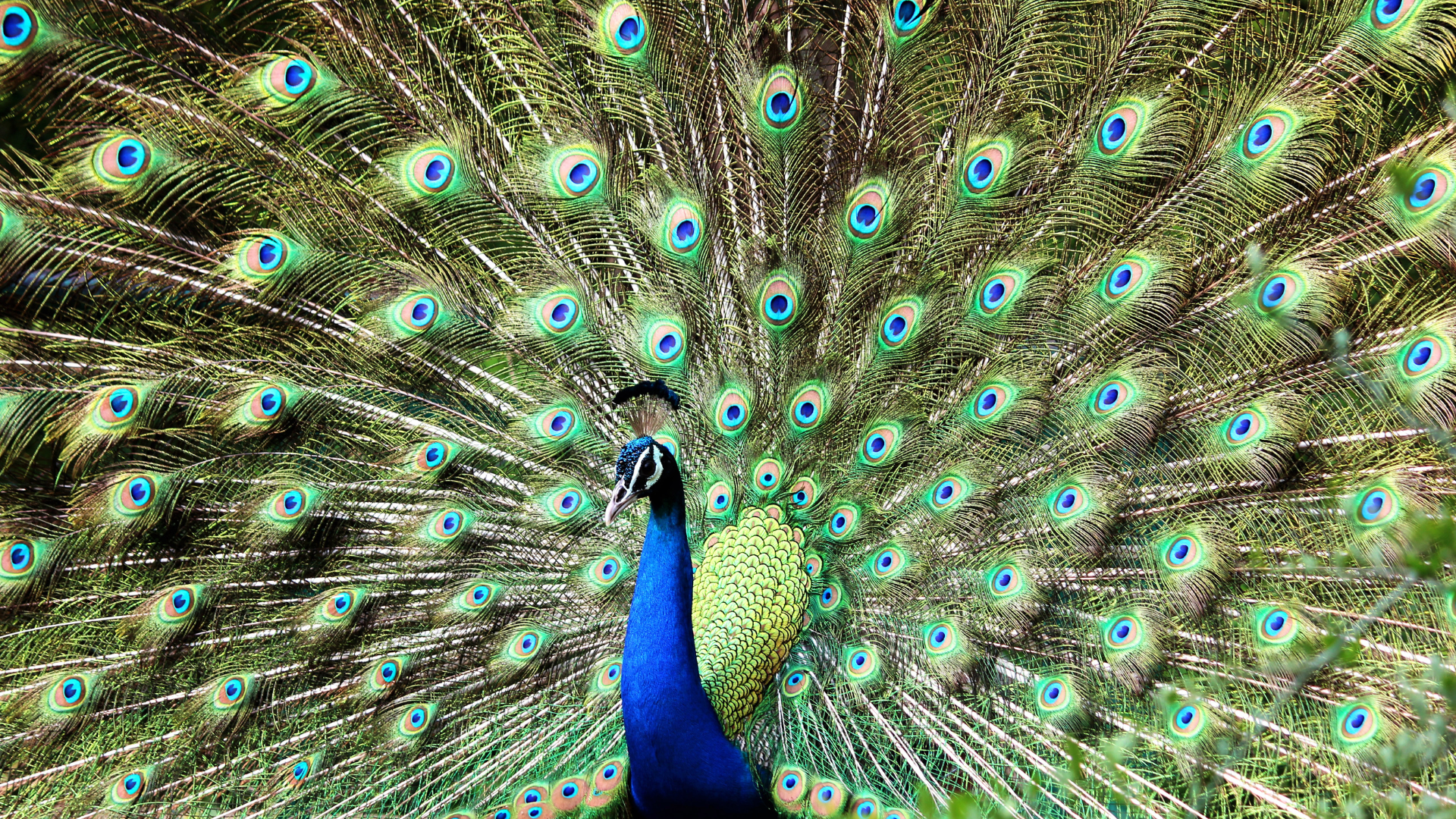 peacock